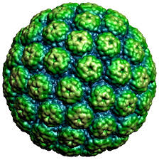 Definition: 
the infectious version of a virus as it exists outside the host cell, which is made up of a nucleic acid core, a protein coat, and, in certain species, an external envelope