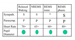 - Largest: REM phasic sleep
- Smallest: NREM and REM tonic sleep