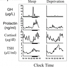 - Inhibited by sleep onset
- Progressive increase to high levels toward end of sleep