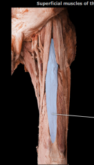 a) Identify the highlighted structure. 
b) What muscle lies immediately superficial to it?