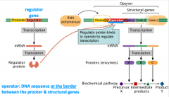 -prokaryotic genes with related functions are clustered together; single promoter; transcribed together
-organization:
1. set of structural genes: transcribed into a single mRNA --> translated into individual enzymes
2. promoter: control expres...