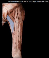 Name the origin and insertion of the highlighted muscle. 