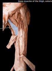 What are the actions associated with the highlighted muscle?