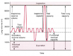 Total Lung Capacity = Inspiratory Reserve Volume + Tidal Volume + Expiratory Reserve Volume + Residual Volume