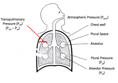 Ptp = Palv - Ppl 
Transpulmonary Pressure = Alveolar Pressure - Pleural Pressure