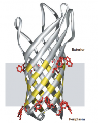 As porinas são proteínas integrais viradas do avesso. São constituidas por filamentos beta que formam uma estrutura semelhante a um tubo. Esta estrutura é hidrofóbica no exterior e hidrofílica no interior. Permitem assim a passagem de água.