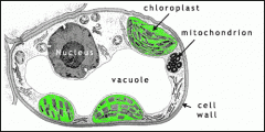 Chloroplast:
-Converts suns energy into carbohydrates
-Chlorophyll