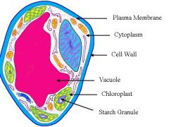 Cell Wall: 
-Surrounds the entire cell
-A jelly-like substance