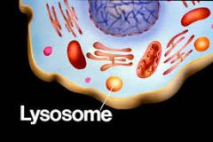 Lysosome:
-Contains enzymes to control digestion and breaking down of proteins
-Breaks up large molecules