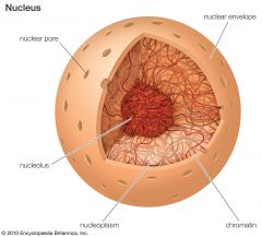 Nucleoplasm:
-A thick fluid substance