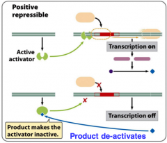 -normally regulator protein (activator) is active and bound to operator --> transcription occurs
-product must be present for transcription to stop: binds to activator and deactivates