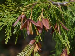 Calocedrus decurrens
Incense cedar
Cupressaceae