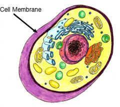 What is the function of the Cell Membrane?