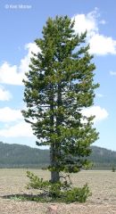 Pinus contorta subsp. murrayana
Lodgepole pine
Pinaceae