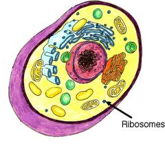 Ribosomes:
-Have enzymes that control protein productio
-Made up of RNA's and protein