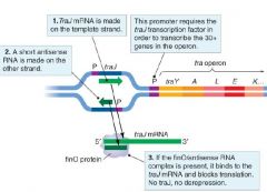 Tra-promotorn behöver genprodukten
från traJ, 

Men translation av traJ-mRNA
är normalt blockerat av eIler antisenseRNA (FinO protein) från den komplementära strängen som
tillsammans med FinO proteinet hybridiserar med traJ.

Alltså...