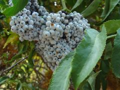 Sambucus nigra subsp. caerulea
Blue elderberry
Adoxaceae