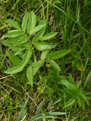 Cicuta douglasii
Western waterhemlock
Apiaceae