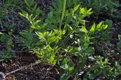 Sphenosciadium capitellatum
Apiaceae