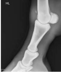 Which anatomical feature has been x-rayed?

What can be seen?