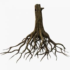 Tree Root