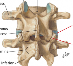 vertebral joints