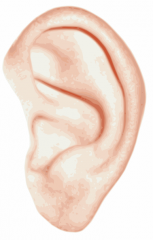 Ear