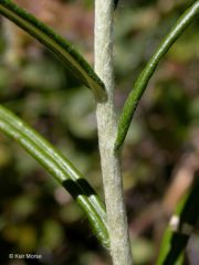 Anaphalis margaritacea
Asteraceae