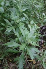 Artemisia douglasiana
Asteraceae