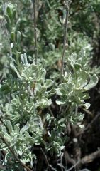 Artemisia tridentata
Asteraceae

*Seed Mix