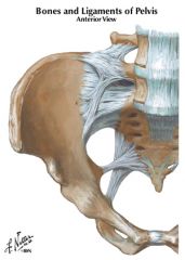 Anterior sacral foramina