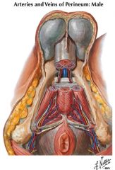 Deep dorsal vein of the penis