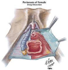 External urethral sphincter (sphincter urethrae) muscle