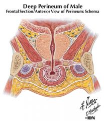 External urethral sphincter (sphincter urethrae) muscle