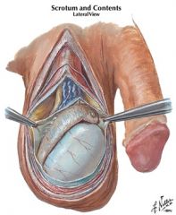Internal spermatic fascia