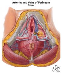 Membranous layer of superficial perineal fascia