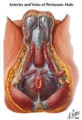 Posterior scrotal artery (nerve would run with it)