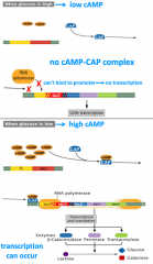 -CAP = Catabolite Activating Protein: must bind to promoter for RNA polymerase to bind and transcribe
-low glucose = high cAMP; cAMP binds to CAP; cAMP-CAP complex binds to promoter
-high glucose = low cAMP; cAMP-CAP complex is not formed; promot...