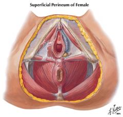 Superficial transverse perineal muscle