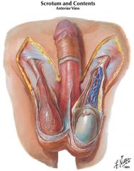 Testicular artery