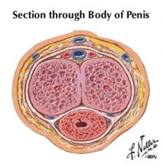 deep artery of the penis