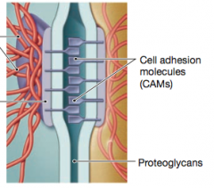 Cell Adhesion Molecules (CAMs) are proteins located on the cell surface involved in binding with other cells or with the extracellular matrix (ECM) in the process called cell adhesion. 


in essence, CAMs help cells stick to each other and to thei...