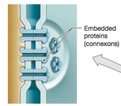 At a gap junction, two cells are held together by two interlocking transmembrane proteins called connexons. Two aligned connexons forms a narrow passageway that lets small molecules and ions pass from cell to cell. 


Gap junctions are common in c...