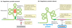 -secondary structures in mRNA where regulatory proteins can bind and affect expression
-also found in archaea, fungi, and plants