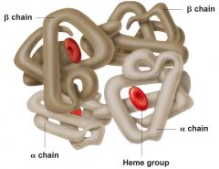 Interactions of two or more polypeptide cains to produce one protein ( not all proteins have a Quaternary structure)
<---A human hemoglobin  (Two Beta, Two Alpha chains