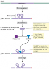 -self-catalytic activity of some mRNA molecule
-when bound by a regulatory molecule, the ribozyme induces self-cleavage and degradation of the mRNA
