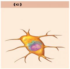 What cell is this a picture of?  What is its function?