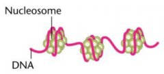 -eukaryotic DNA organization
-each chromosome is made of a single DNA molecule and several protein molecules
-chromatin: fibers are a linear array of spherical particles
-"beads" on string = nucleosomes = first level of packaging
-histones: posi...
