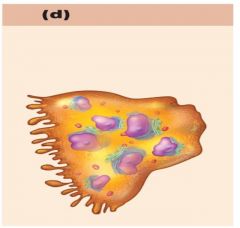What cell is this a picture of?  What is its function?