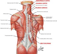 splenius capitus and splenius cervicis

N: dorsal rami of SN: laterally bend and extend neck. rotate to same side 
